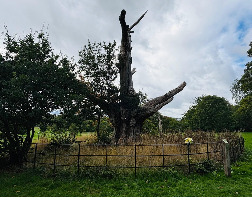 Octopus Sweet Chestnut in Elmdon Park Solihull