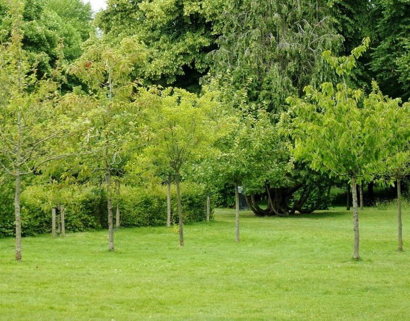 Brueton & Malvern Park Community Orchard