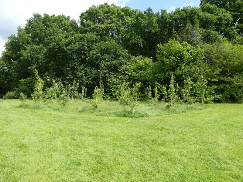 Cold Lands Wood Orchard