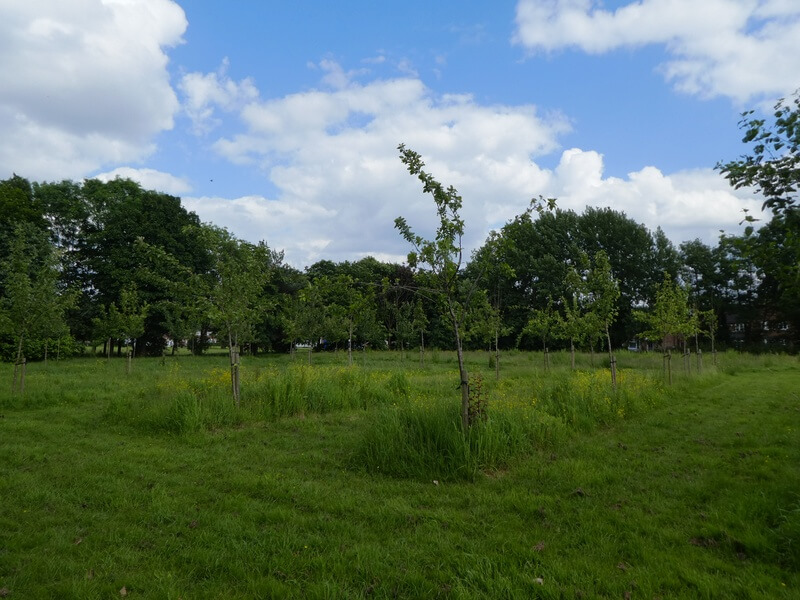 Community orchard in Solihull