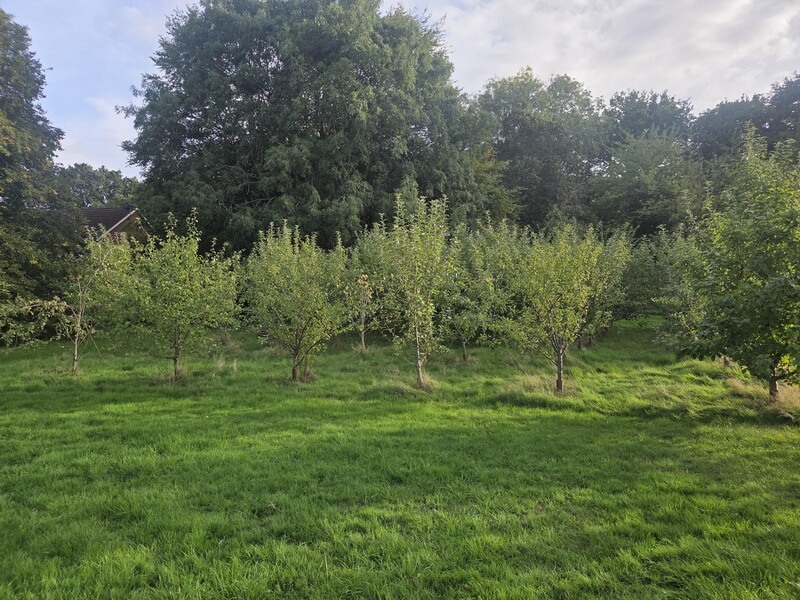 Damson Lane Park Community Orchard