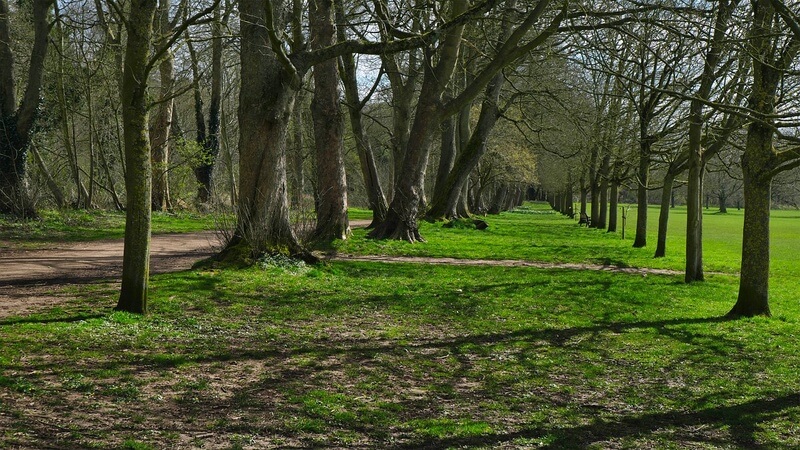 Dorridge Park Avenue of Trees