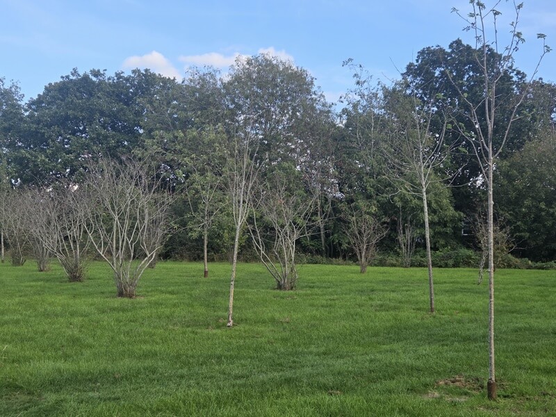Hillfield Park Community Orchard