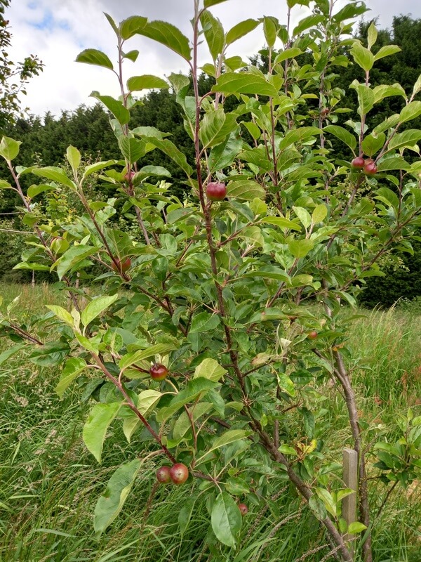 Lavender Hall Community Orchard
