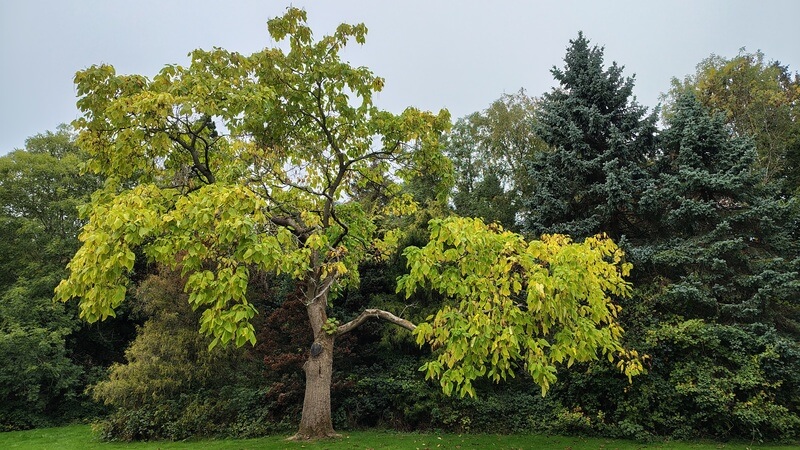 Indian Bean Tree Brueton Park