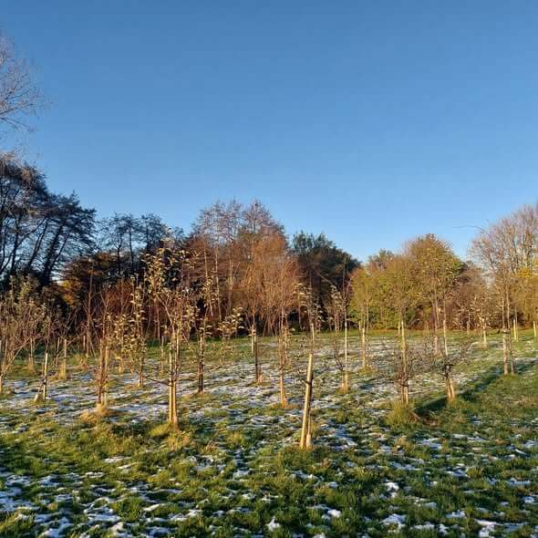 Olton Jubilee Park Orchard