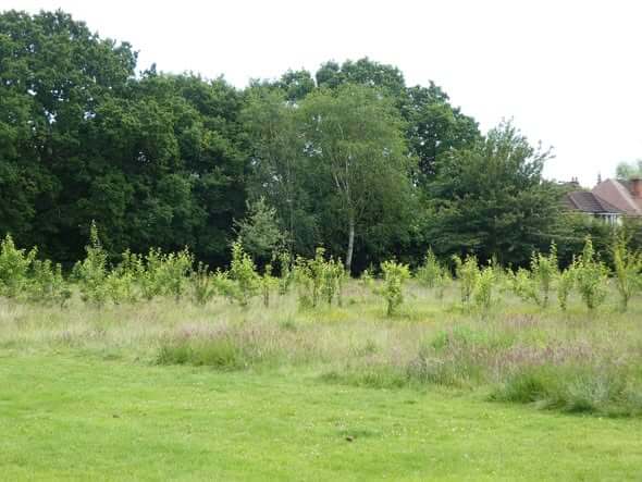 Palmers Rough Recreation Ground Community Orchard