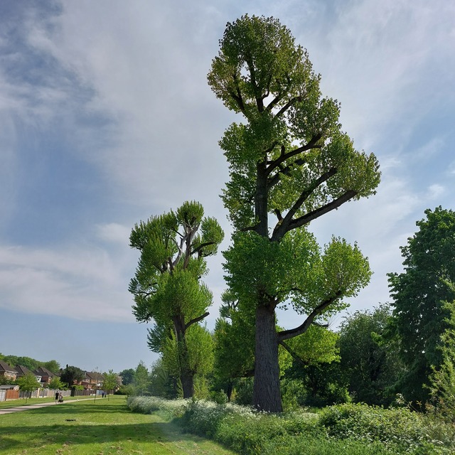 Protected trees in Solihull