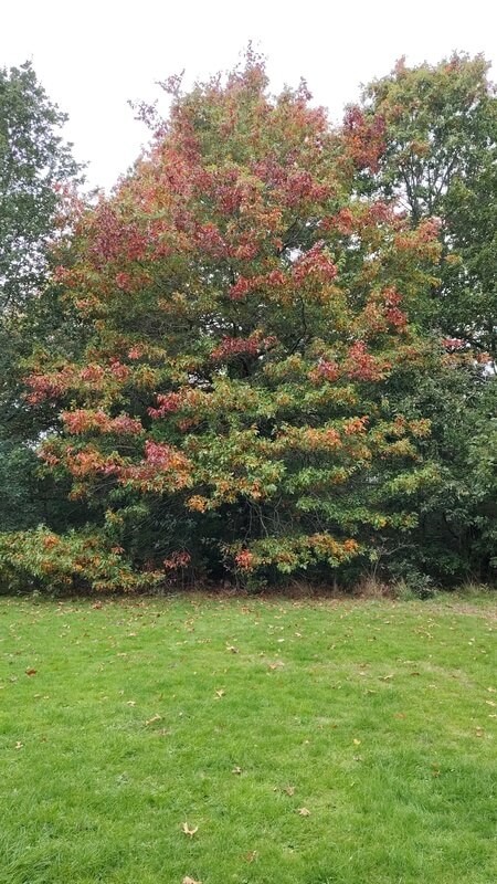 Brueton Park Tree Trail