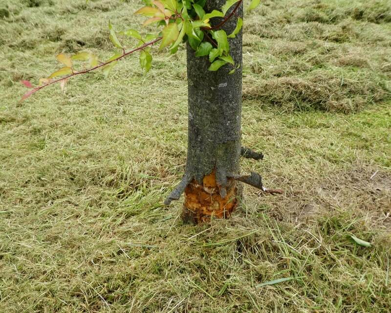 Strimmer Damage