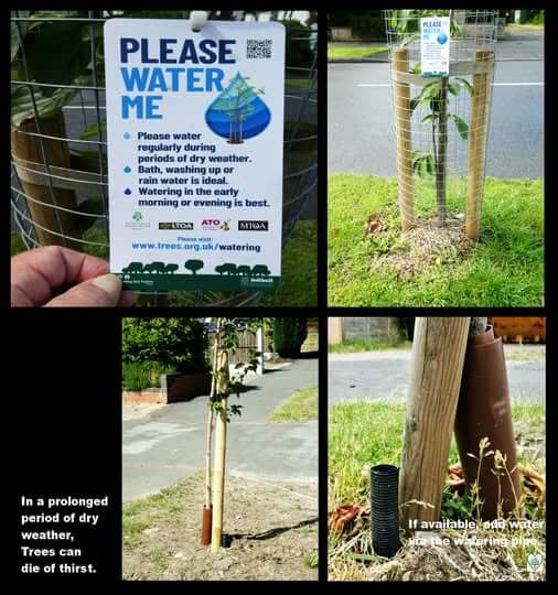 Tree watering pipe