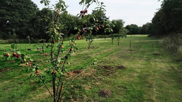Willow Park Community Orchard